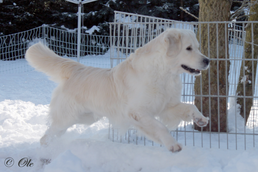 Golden Retriever Sheldrick