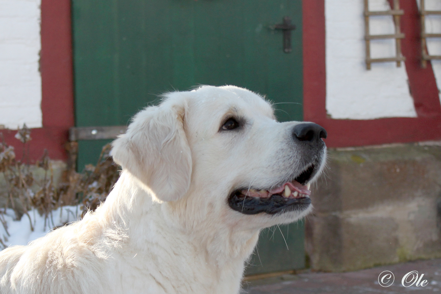 golden retriever sheldrick