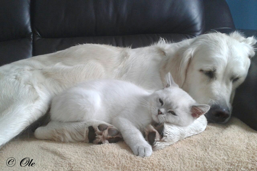 Unser Katze